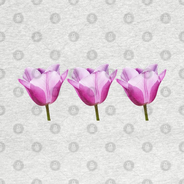 Three Mauve Tulips Photo by ellenhenryart